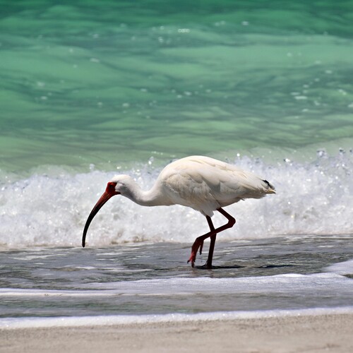 Sarasota, Florida