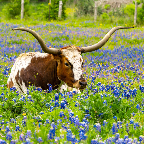 Austin, Texas