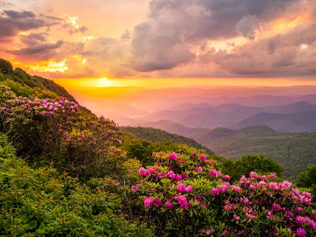 Mountain Flowers